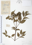 中文名:野鴉椿(S045153)學名:Euscaphis japonica (Thunb.) Kanitz(S045153)英文名:Japanese euscaphis