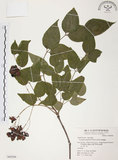 中文名:野鴉椿(S049296)學名:Euscaphis japonica (Thunb.) Kanitz(S049296)英文名:Japanese euscaphis