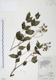 中文名:野鴉椿(S051867)學名:Euscaphis japonica (Thunb.) Dippel(S051867)