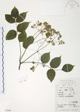 中文名:野鴉椿(S052808)學名:Euscaphis japonica (Thunb.) Dippel(S052808)