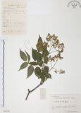 中文名:野鴉椿(S055742)學名:Euscaphis japonica (Thunb.) Dippel(S055742)