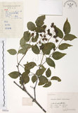 中文名:野鴉椿(S056144)學名:Euscaphis japonica (Thunb.) Dippel(S056144)