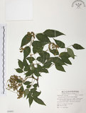 中文名:野鴉椿(S058907)學名:Euscaphis japonica (Thunb.) Kanitz(S058907)英文名:Japanese euscaphis