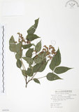 中文名:野鴉椿(S059229)學名:Euscaphis japonica (Thunb.) Kanitz(S059229)英文名:Japanese euscaphis