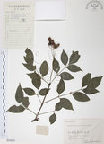 中文名:野鴉椿(S059826)學名:Euscaphis japonica (Thunb.) Dippel(S059826)