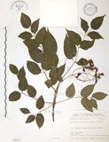 中文名:野鴉椿(S068537)學名:Euscaphis japonica (Thunb.) Kanitz(S068537)英文名:Japanese euscaphis