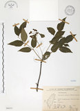 中文名:野鴉椿(S068551)學名:Euscaphis japonica (Thunb.) Kanitz(S068551)英文名:Japanese euscaphis