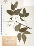 中文名:野鴉椿(S068552)學名:Euscaphis japonica (Thunb.) Kanitz(S068552)英文名:Japanese euscaphis