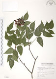 中文名:野鴉椿(S074992)學名:Euscaphis japonica (Thunb.) Kanitz(S074992)英文名:Japanese euscaphis