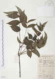 中文名:野鴉椿(S078720)學名:Euscaphis japonica (Thunb.) Dippel(S078720)