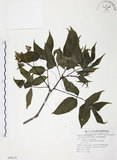 中文名:野鴉椿(S080179)學名:Euscaphis japonica (Thunb.) Dippel(S080179)