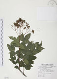 中文名:野鴉椿(S081794)學名:Euscaphis japonica (Thunb.) Kanitz(S081794)英文名:Japanese euscaphis