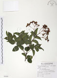 中文名:野鴉椿(S081829)學名:Euscaphis japonica (Thunb.) Kanitz(S081829)英文名:Japanese euscaphis