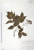 中文名:野鴉椿(S082099)學名:Euscaphis japonica (Thunb.) Kanitz(S082099)英文名:Japanese euscaphis