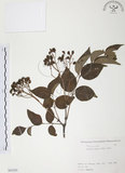 中文名:野鴉椿(S082202)學名:Euscaphis japonica (Thunb.) Dippel(S082202)