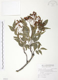 中文名:野鴉椿(S094610)學名:Euscaphis japonica (Thunb.) Kanitz(S094610)英文名:Japanese euscaphis