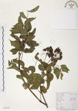 中文名:野鴉椿(S104529)學名:Euscaphis japonica (Thunb.) Dippel(S104529)