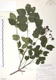 中文名:野鴉椿(S109504)學名:Euscaphis japonica (Thunb.) Kanitz(S109504)英文名:Japanese euscaphis