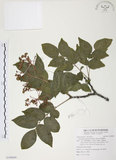 中文名:野鴉椿(S109600)學名:Euscaphis japonica (Thunb.) Kanitz(S109600)英文名:Japanese euscaphis