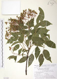 中文名:野鴉椿(S111400)學名:Euscaphis japonica (Thunb.) Kanitz(S111400)英文名:Japanese euscaphis