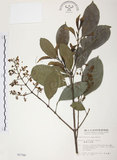 中文名:山香圓(S002788)學名:Turpinia formosana Nakai(S002788)英文名:Formosam turpinia