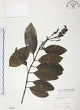 中文名:山香圓(S005007)學名:Turpinia formosana Nakai(S005007)英文名:Formosam turpinia
