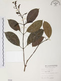 中文名:山香圓(S005008)學名:Turpinia formosana Nakai(S005008)英文名:Formosam turpinia