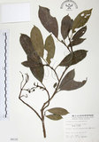 中文名:山香圓(S005132)學名:Turpinia formosana Nakai(S005132)英文名:Formosam turpinia