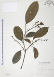 中文名:山香圓(S005529)學名:Turpinia formosana Nakai(S005529)英文名:Formosam turpinia
