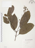中文名:山香圓(S005530)學名:Turpinia formosana Nakai(S005530)英文名:Formosam turpinia