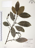 中文名:山香圓(S005834)學名:Turpinia formosana Nakai(S005834)英文名:Formosam turpinia