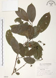 中文名:山香圓(S008830)學名:Turpinia formosana Nakai(S008830)英文名:Formosam turpinia