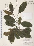 中文名:山香圓(S011078)學名:Turpinia formosana Nakai(S011078)英文名:Formosam turpinia