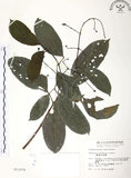中文名:山香圓(S011079)學名:Turpinia formosana Nakai(S011079)英文名:Formosam turpinia