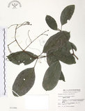 中文名:山香圓(S011080)學名:Turpinia formosana Nakai(S011080)英文名:Formosam turpinia