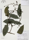 中文名:山香圓(S013279)學名:Turpinia formosana Nakai(S013279)英文名:Formosam turpinia