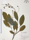 中文名:山香圓(S014333)學名:Turpinia formosana Nakai(S014333)英文名:Formosam turpinia