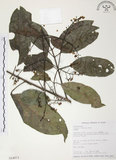 中文名:山香圓(S014973)學名:Turpinia formosana Nakai(S014973)英文名:Formosam turpinia