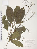 中文名:山香圓(S015266)學名:Turpinia formosana Nakai(S015266)英文名:Formosam turpinia