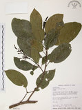 中文名:山香圓(S026132)學名:Turpinia formosana Nakai(S026132)英文名:Formosam turpinia