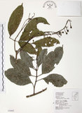 中文名:山香圓(S034442)學名:Turpinia formosana Nakai(S034442)英文名:Formosam turpinia