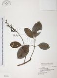 中文名:山香圓(S034550)學名:Turpinia formosana Nakai(S034550)英文名:Formosam turpinia