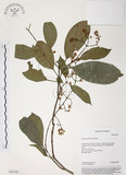 中文名:山香圓(S035158)學名:Turpinia formosana Nakai(S035158)英文名:Formosam turpinia
