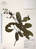 中文名:山香圓(S043042)學名:Turpinia formosana Nakai(S043042)英文名:Formosam turpinia