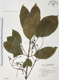 中文名:山香圓(S043469)學名:Turpinia formosana Nakai(S043469)英文名:Formosam turpinia