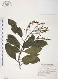 中文名:山香圓(S048714)學名:Turpinia formosana Nakai(S048714)英文名:Formosam turpinia