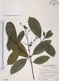 中文名:山香圓(S054499)學名:Turpinia formosana Nakai(S054499)英文名:Formosam turpinia