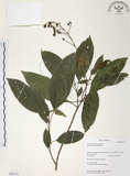 中文名:山香圓(S063113)學名:Turpinia formosana Nakai(S063113)英文名:Formosam turpinia
