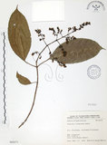 中文名:山香圓(S068471)學名:Turpinia formosana Nakai(S068471)英文名:Formosam turpinia