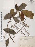 中文名:山香圓(S068472)學名:Turpinia formosana Nakai(S068472)英文名:Formosam turpinia